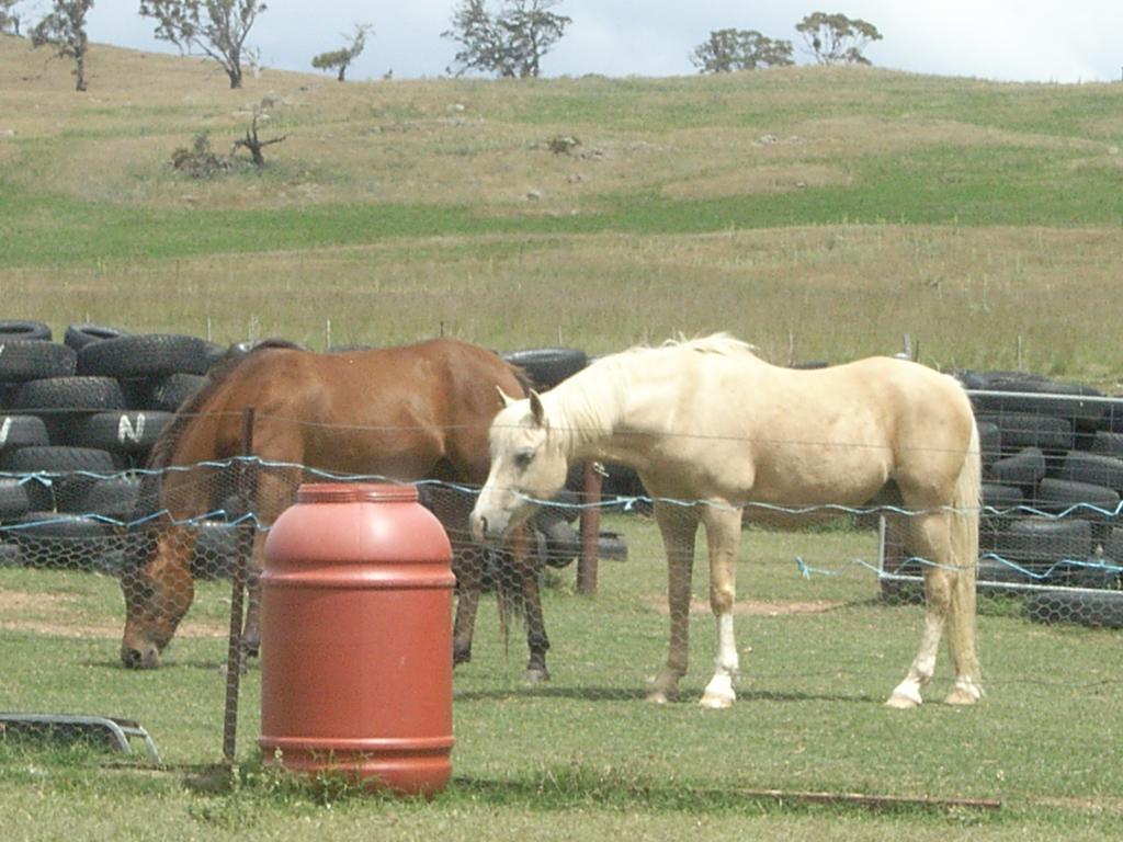Alpine Country Motel Plus Free Coffee Cooma Luaran gambar