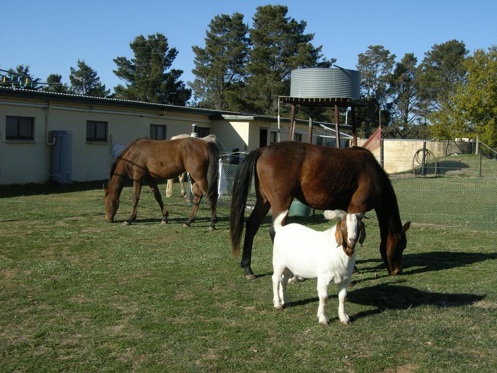 Alpine Country Motel Plus Free Coffee Cooma Luaran gambar